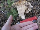 Cantharellus subalbidus image