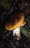 Floccularia albolanaripes image