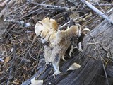 Cantharellus subalbidus image