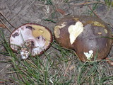 Suillus luteus image
