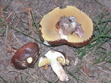 Suillus luteus image