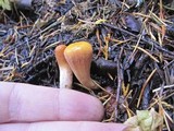 Clavariadelphus truncatus image
