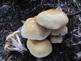 Hypholoma capnoides image