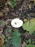 Abortiporus biennis image