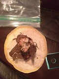 Abortiporus biennis image