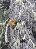 Hericium abietis image