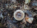 Lactarius mucidus image