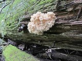 Hericium abietis image