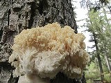 Hericium abietis image