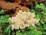 Hericium abietis image