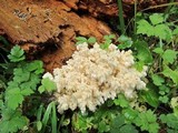 Hericium abietis image