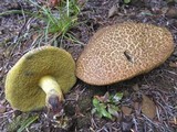 Boletus rubripes image
