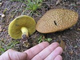 Boletus rubripes image