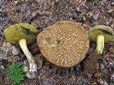 Boletus rubripes image
