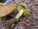 Boletus rubripes image