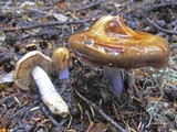 Cortinarius seidliae image