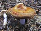 Cortinarius seidliae image