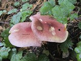 Tricholomopsis rutilans image