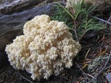 Hericium abietis image