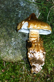 Squamanita umbonata image