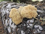 Hericium abietis image