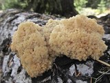 Hericium abietis image
