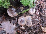 Lactarius mucidus image