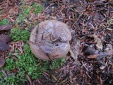Lactarius mucidus image