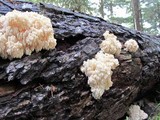 Hericium abietis image