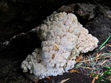 Hericium abietis image