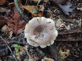 Lactarius mucidus image