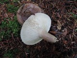 Lactarius mucidus image