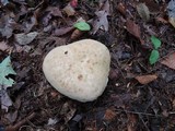 Boletus pallidus image