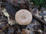 Lactarius imperceptus image