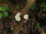 Tyromyces chioneus image