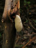 Tyromyces chioneus image