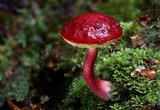 Boletellus obscurecoccineus image