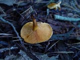 Hygrophoropsis aurantiaca image