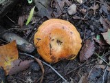 Lactarius croceus image