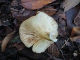 Lactarius croceus image