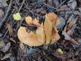 Lactarius croceus image