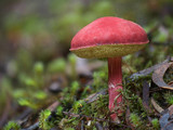 Boletellus obscurecoccineus image