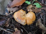 Lactarius croceus image