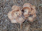 Armillaria gallica image