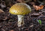 Amanita chrysoblema image