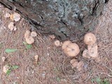 Armillaria gallica image