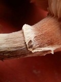Armillaria gallica image