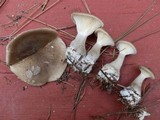 Ampulloclitocybe clavipes image