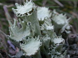 Cladonia multiformis image