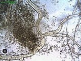 Bovista plumbea image